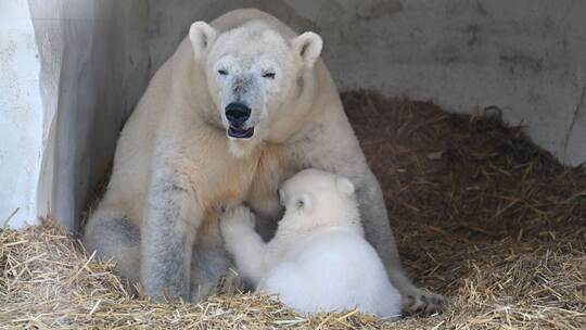 Eisbär-Jungtier im Karlsruher Zoo