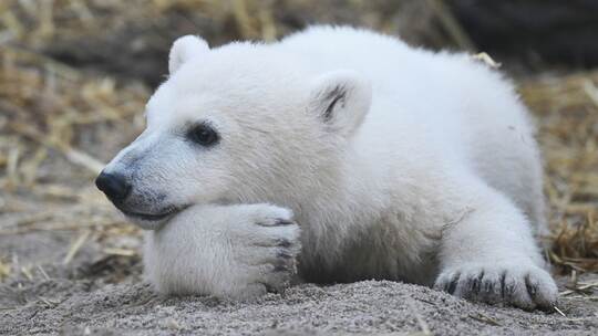 Eisbär-Jungtier im Karlsruher Zoo