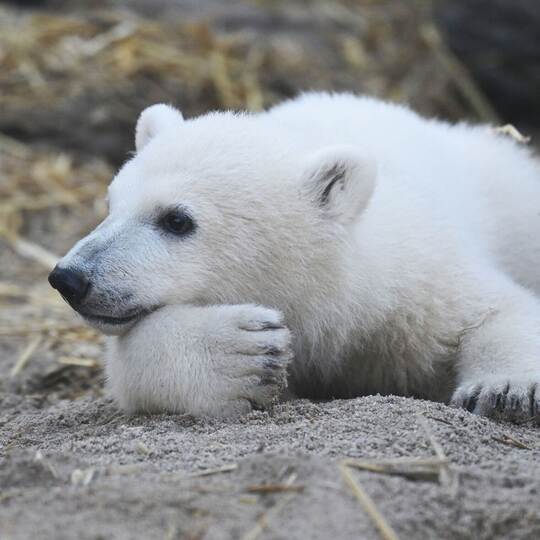 Eisbär-Jungtier im Karlsruher Zoo