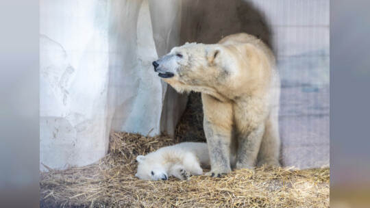 Eisbär Baby Mika Karlsruhe