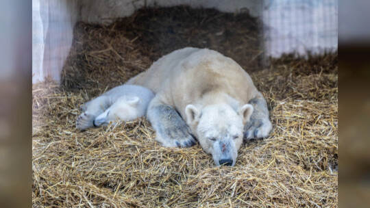 Eisbär Baby Mika Karlsruhe