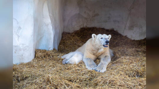 Eisbär Baby Mika Karlsruhe