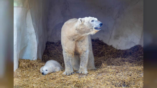 Eisbär Baby Mika Karlsruhe