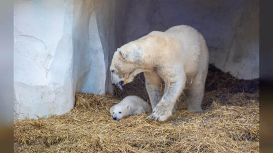 Eisbär Baby Mika Karlsruhe