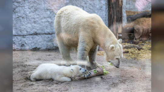 Eisbär Baby Mika Karlsruhe