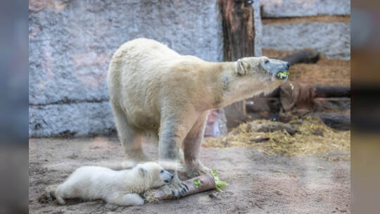 Eisbär Baby Mika Karlsruhe