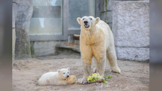Eisbär Baby Mika Karlsruhe
