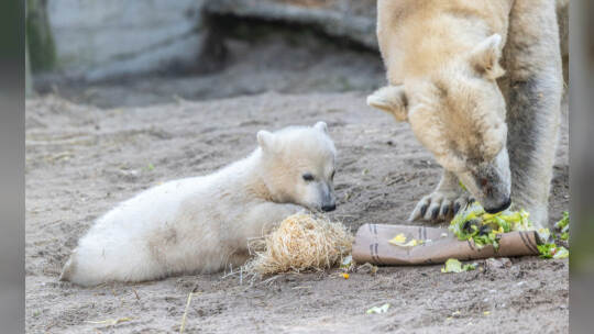 Eisbär Baby Mika Karlsruhe