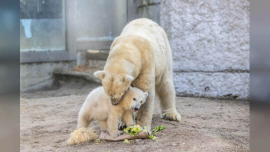 Eisbär Baby Mika Karlsruhe