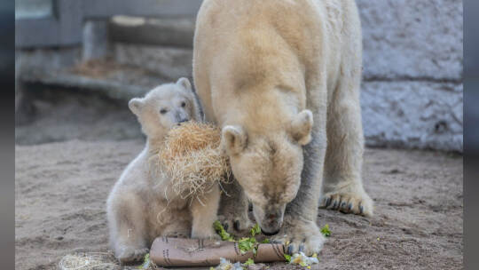 Eisbär Baby Mika Karlsruhe
