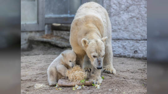Eisbär Baby Mika Karlsruhe