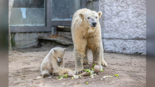 Eisbär Baby Mika Karlsruhe