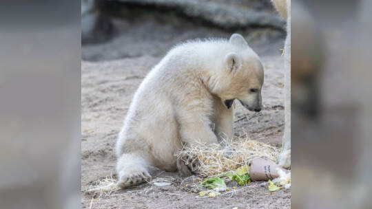 Eisbär Baby Mika Karlsruhe