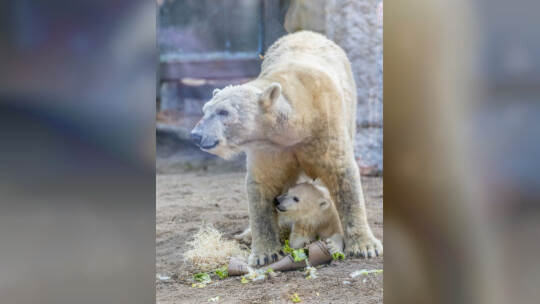 Eisbär Baby Mika Karlsruhe