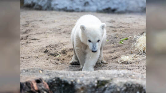 Eisbär Baby Mika Karlsruhe