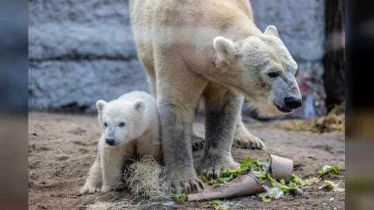 Eisbär Baby Mika Karlsruhe