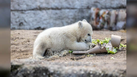 Eisbär Baby Mika Karlsruhe