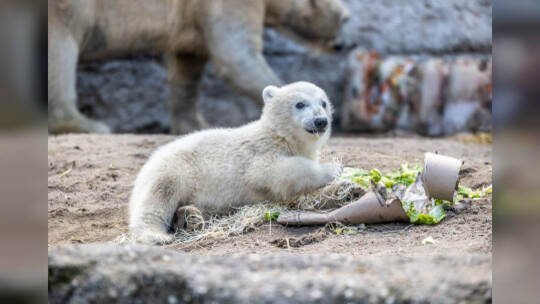 Eisbär Baby Mika Karlsruhe
