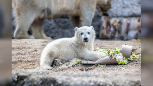 Eisbär Baby Mika Karlsruhe