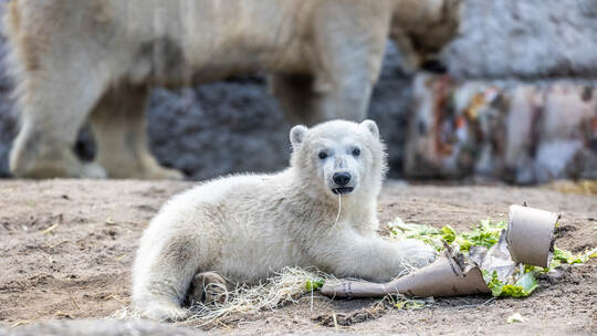 Eisbär Baby Mika Karlsruhe