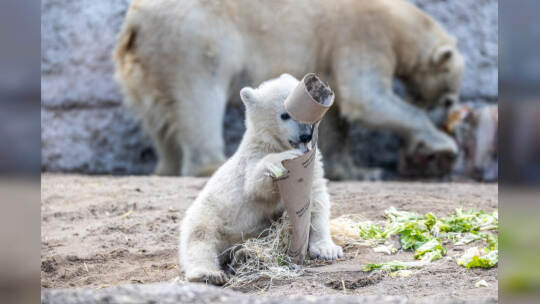 Eisbär Baby Mika Karlsruhe