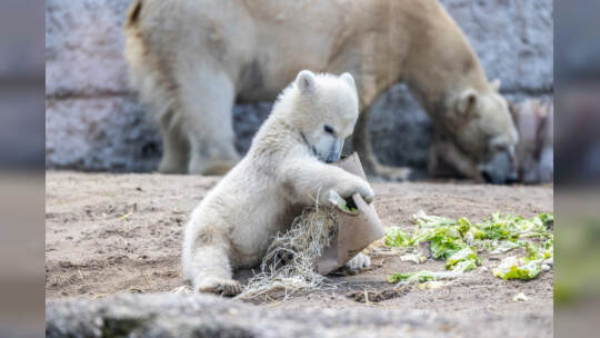 Eisbär Baby Mika Karlsruhe