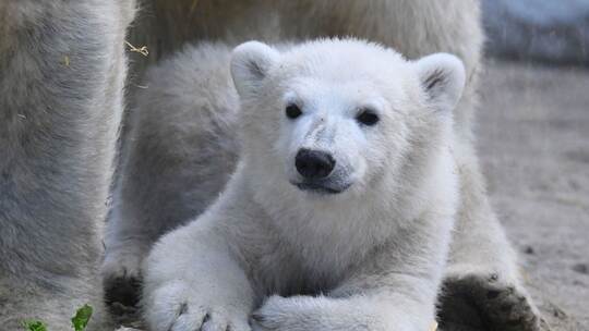 Eisbär-Jungtier im Karlsruher Zoo Eisbär-Jungtier im Karlsruher Zoo
