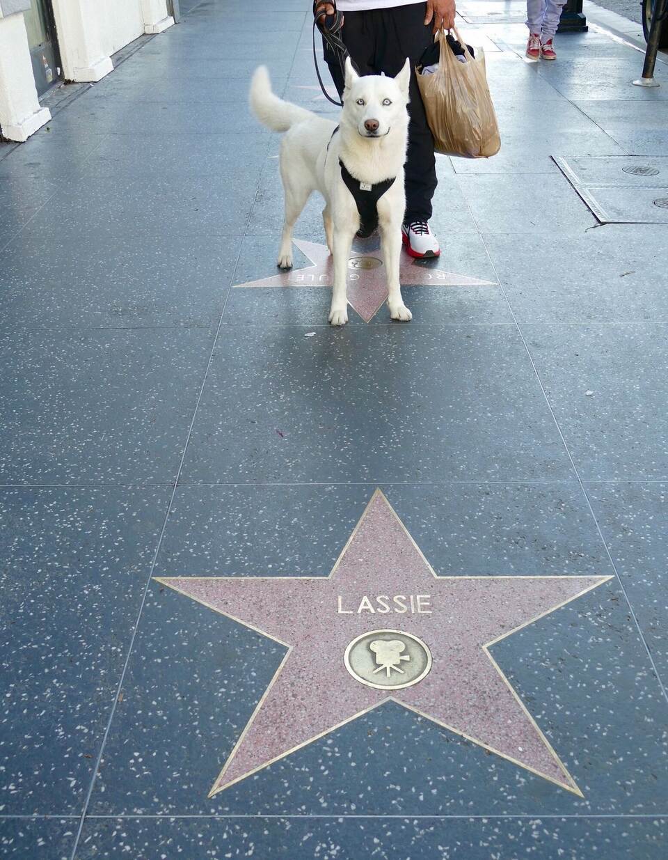 Stern für "Lassie" auf dem Hollywood Walk of Fame