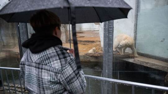 Publikum kann erstmals Eisbär-Jungtier sehen Publikum kann erstmals Eisbär-Jungtier sehen
