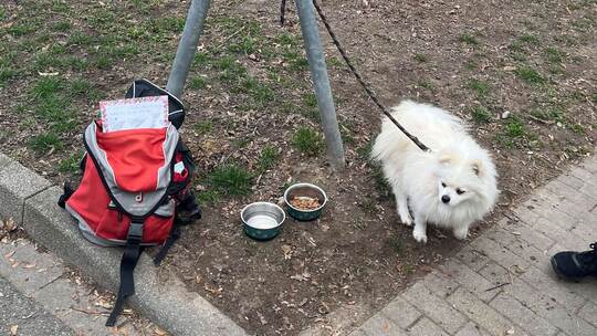 Spitz-Mischling ausgesetzt Spitz-Mischling ausgesetzt
