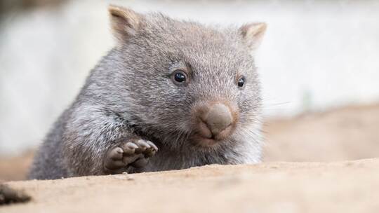 Wombatbaby
