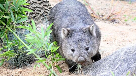 Wombat-Baby
