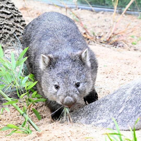 Wombat-Baby Wombat-Baby