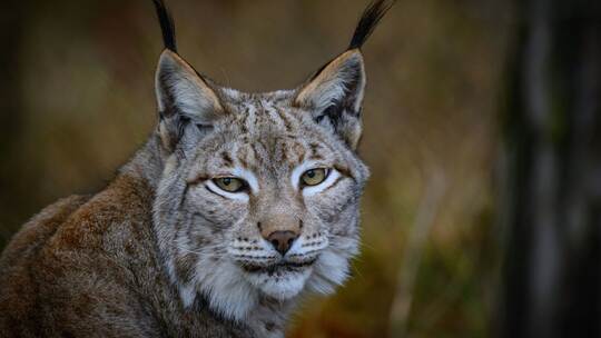 Luchs Luchs