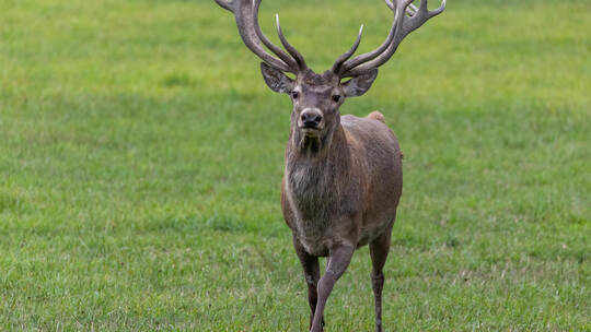 Prachtvolles Wappentier von Baden-Württemberg: der Hirsch. Wo er leben darf, und wo nicht, ist genau festgelegt.Foto: picture al Hirsche in Bayern