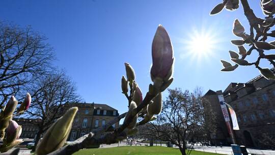 Frühlingswetter - Magnolien