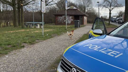 Hahn Hermann lebt auf Autobahnrastplatz