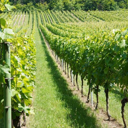 Laut AB-Gemeinderat Björn Dost treiben sich in den Weinbergen des Dürrner Eichelbergs zahlreiche Katzen herum.