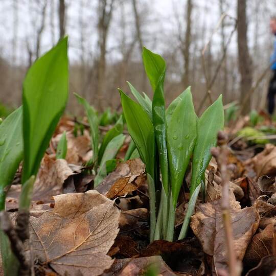 Bärlauch im Wald