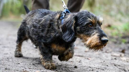 Hunde müssen wieder an die Leine Hunde müssen wieder an die Leine