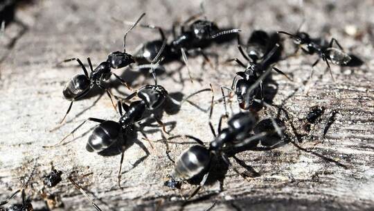 Ameisenplage in Schutterwald
