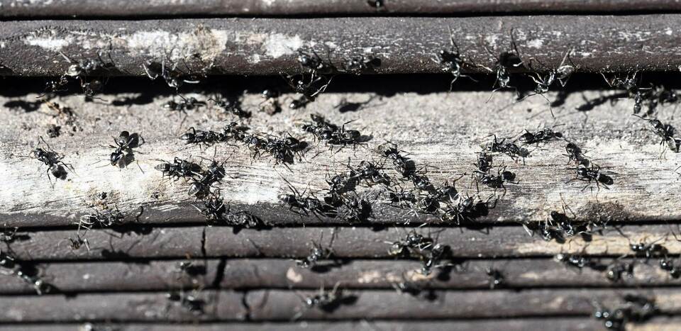 Ameisenplage in Schutterwald