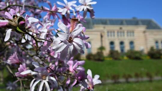 Magnolienblüte in der Wilhelma Stuttgart