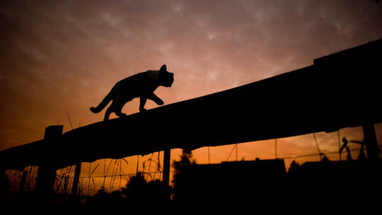 Katzenschutzverordnung in Mannheim