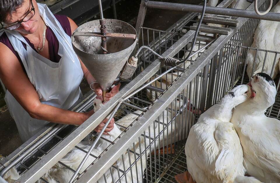 Foie Gras Produktion in Belgien