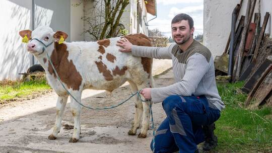 Metzger findet Ehering in Pansen