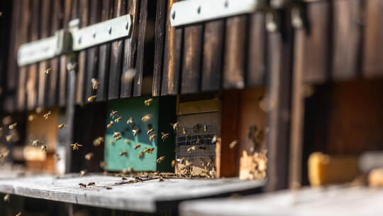 Flugverkehr am Lehrbienenstand im Wald zwischen Schwann und Dennach: Dort befinden sich aktuell die Völker der Jungimker, die ak Heimatstark Imkerverein Neuenbürg