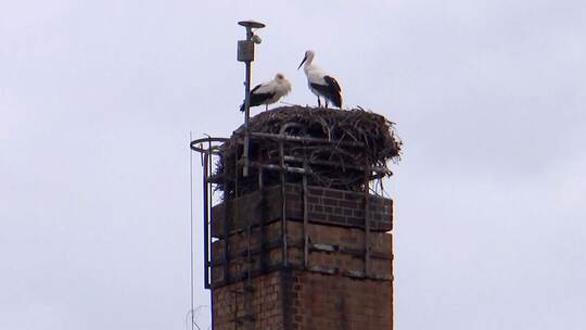 Storch vom Bodensee übernimmt Revier