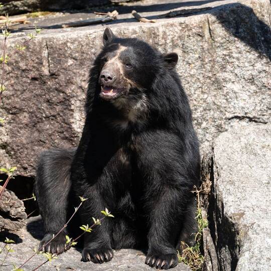 Brillenbär Hubärt zu Gast in Stuttgart