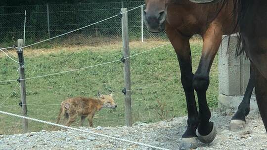 Ein offenbar kranker Fuchs auf dem Golderer Hof in Pforzheim im Jahr 2022. Häuser-Umstadt